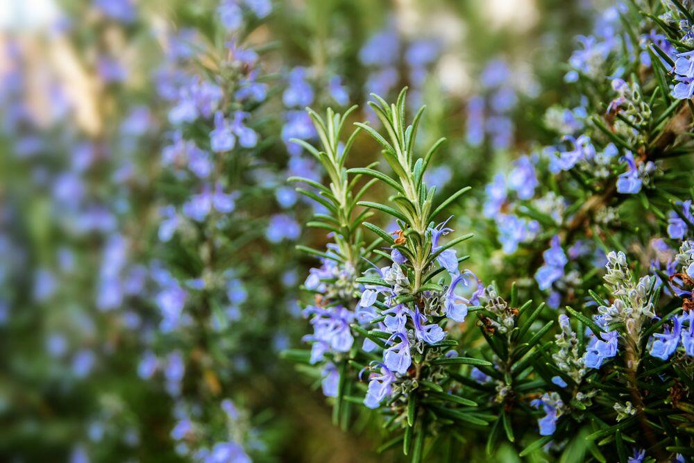 Ruzmarin i lavanda će zajedno poraziti štetočine