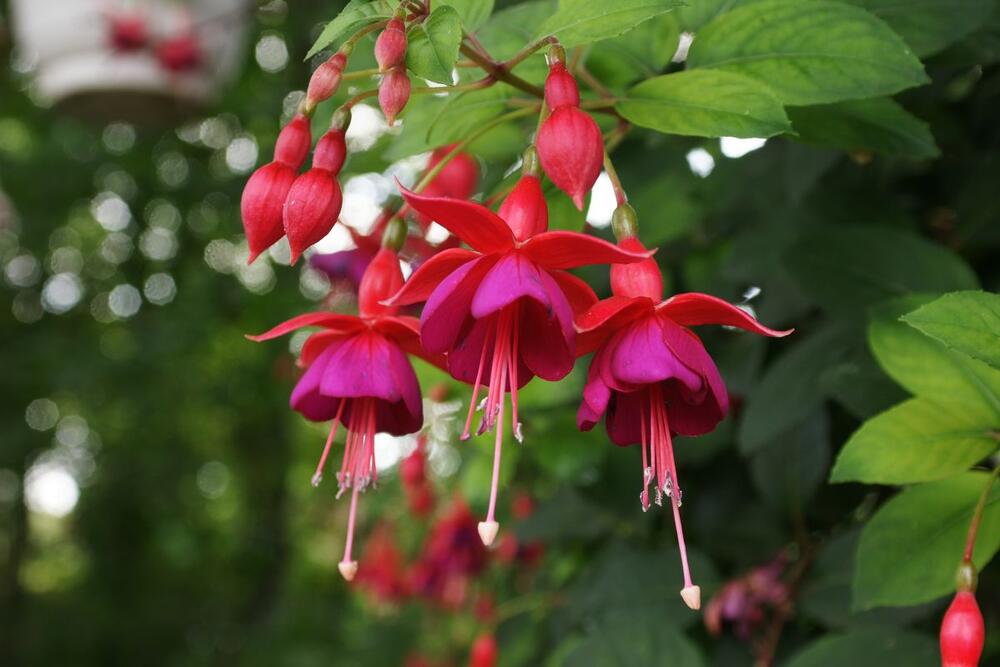 Fuksija ili minđušica (lat. Fuchsia) biljka je koja pripada porodici vrbolikovki (Onagraceae), dimenzija od 60cm do 4m, s tim da može dostići i 15m.
